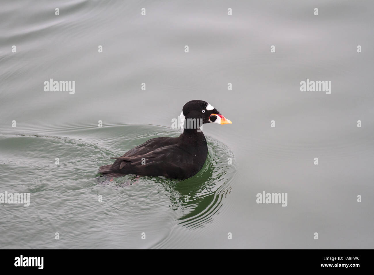 Surf Scoter in BC Canada Stock Photo