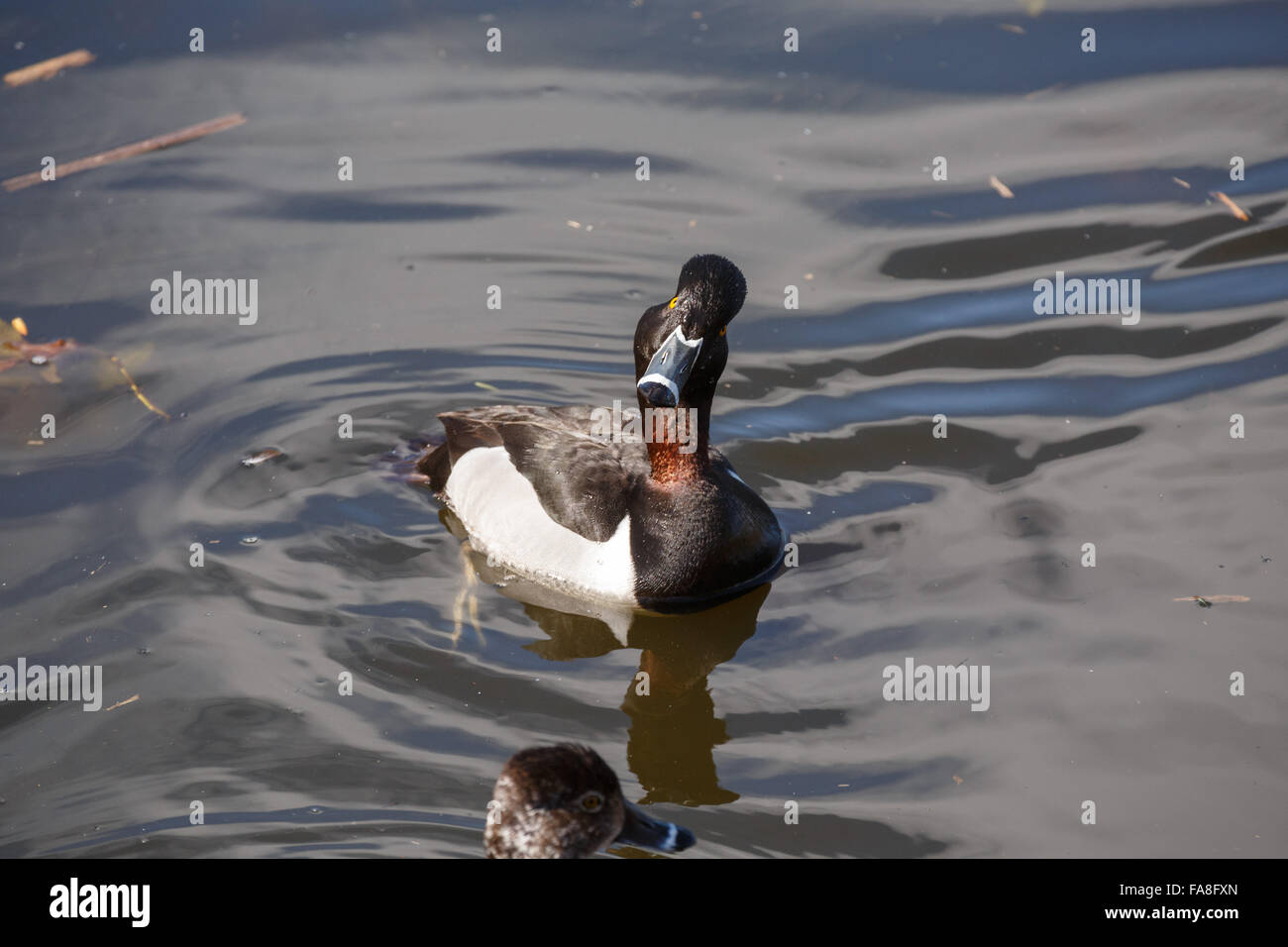 Ring-necked duck drake on water Stock Photo - Alamy