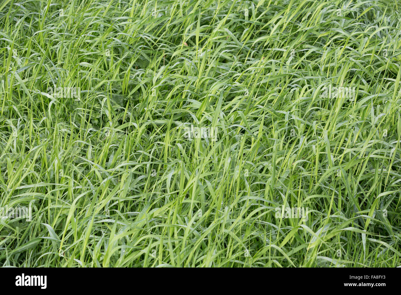 Background of a green grass Stock Photo