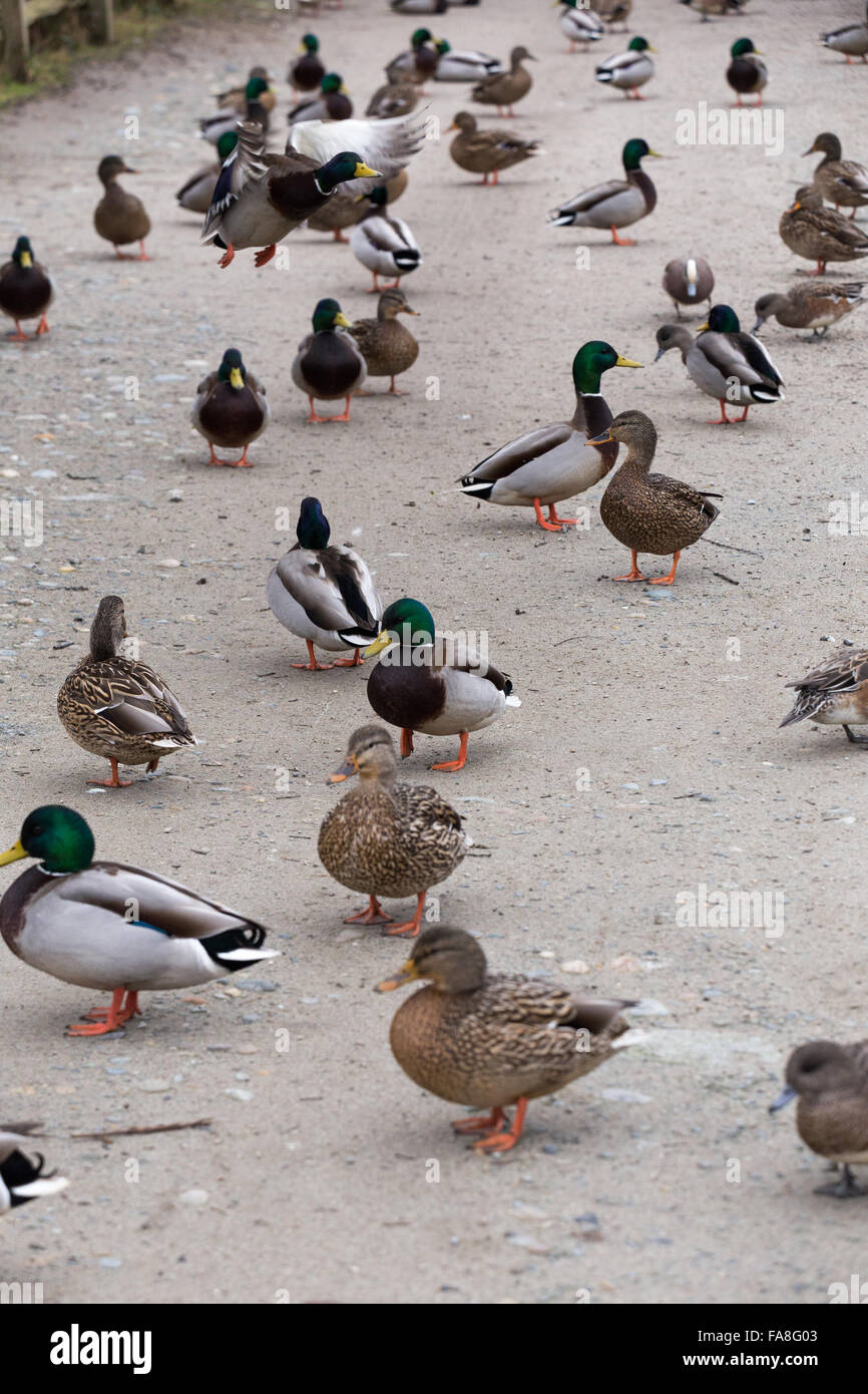 a group of mallard ducks Stock Photo Alamy