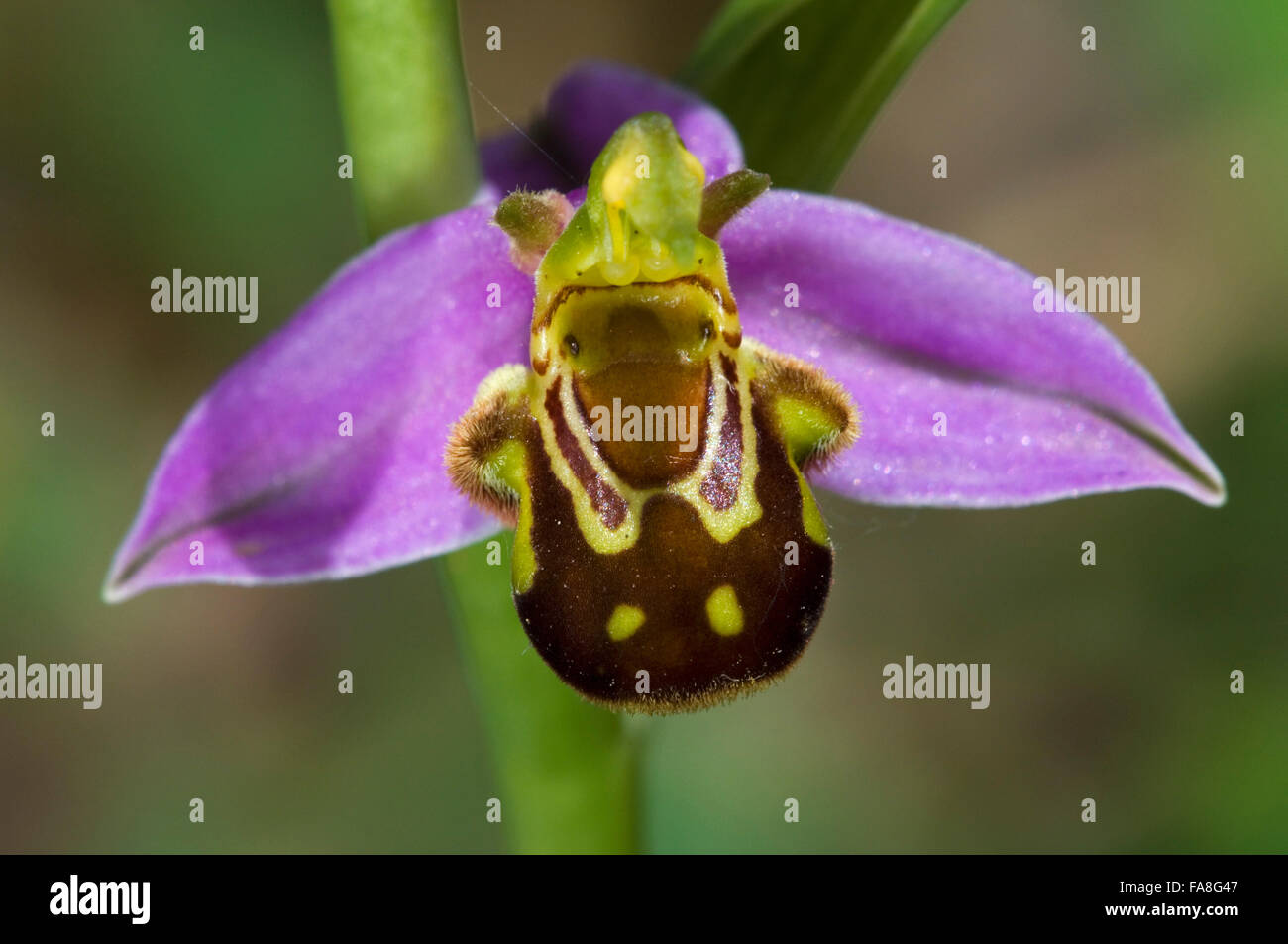 Bee orchid (Ophrys apifera / Orchis apifera) in flower Stock Photo Alamy