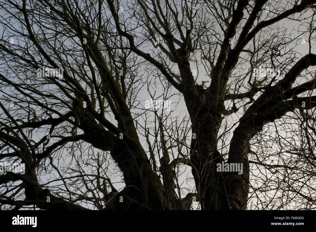 Silhouetted branches of a tree against a dark cloudy sunset sky Stock ...