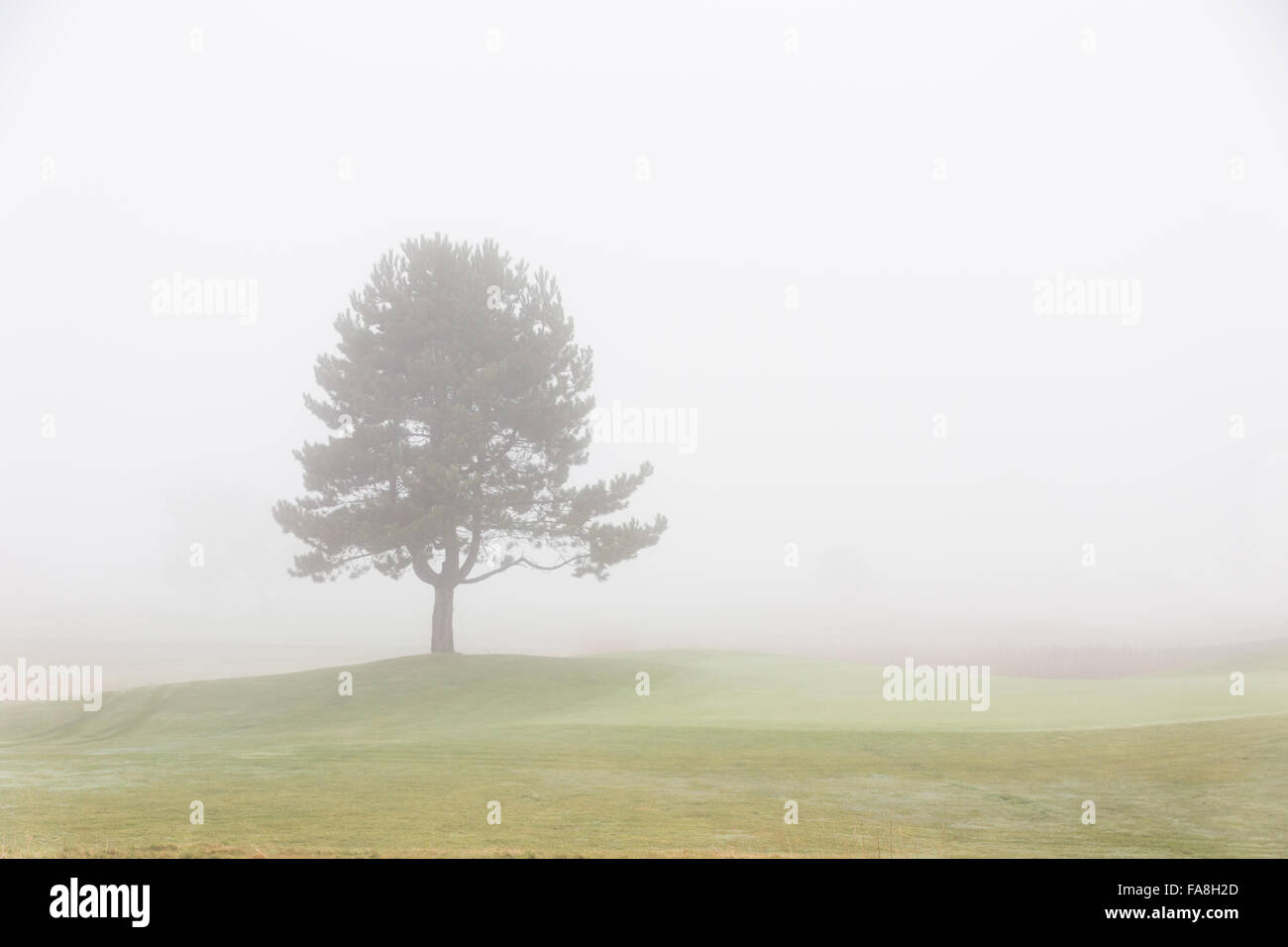 Lonely tree with foggy sky Stock Photo - Alamy