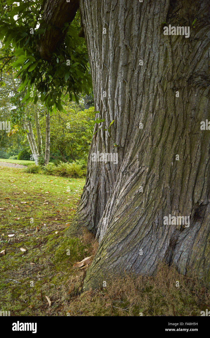Tree trunk in the garden at The Argory, County Armagh. Stock Photo