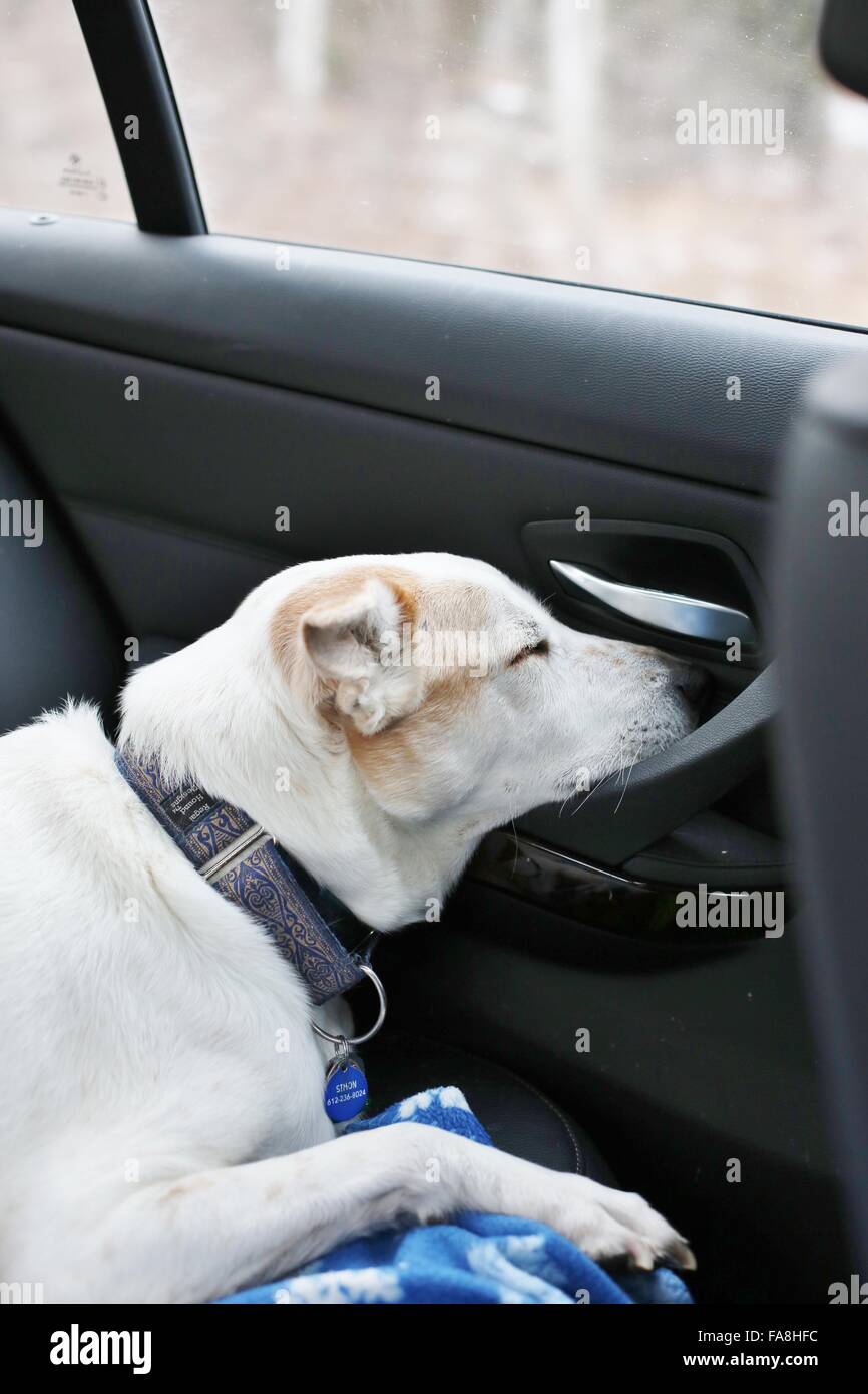 A dog sleeping in a car Stock Photo Alamy