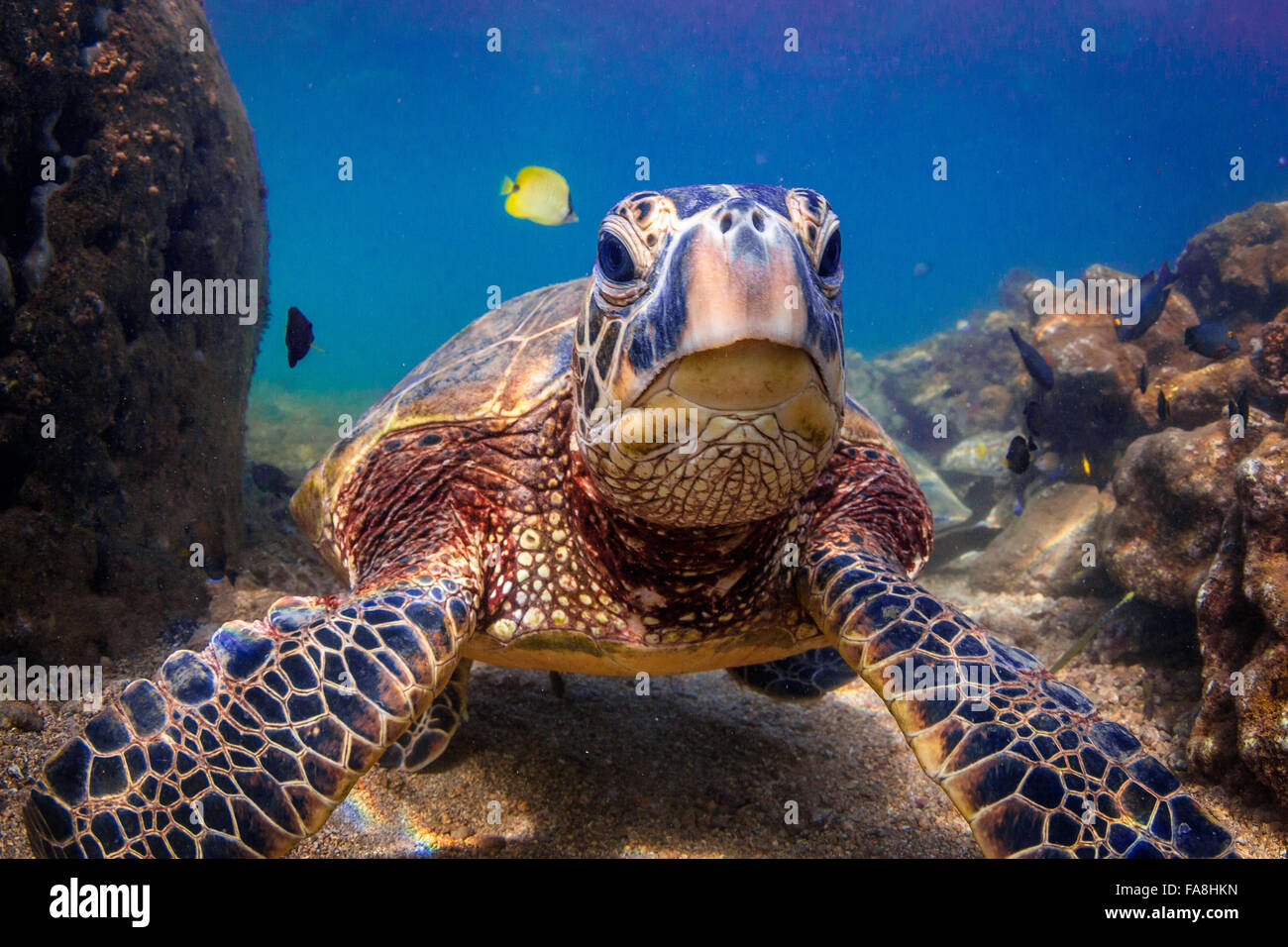 Turtles cruising hi-res stock photography and images - Alamy