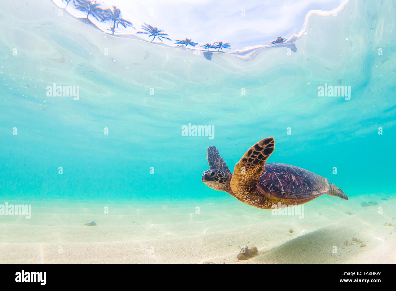 Hawaiian Green Sea Turtle cruising in the warm waters of the Pacific ...