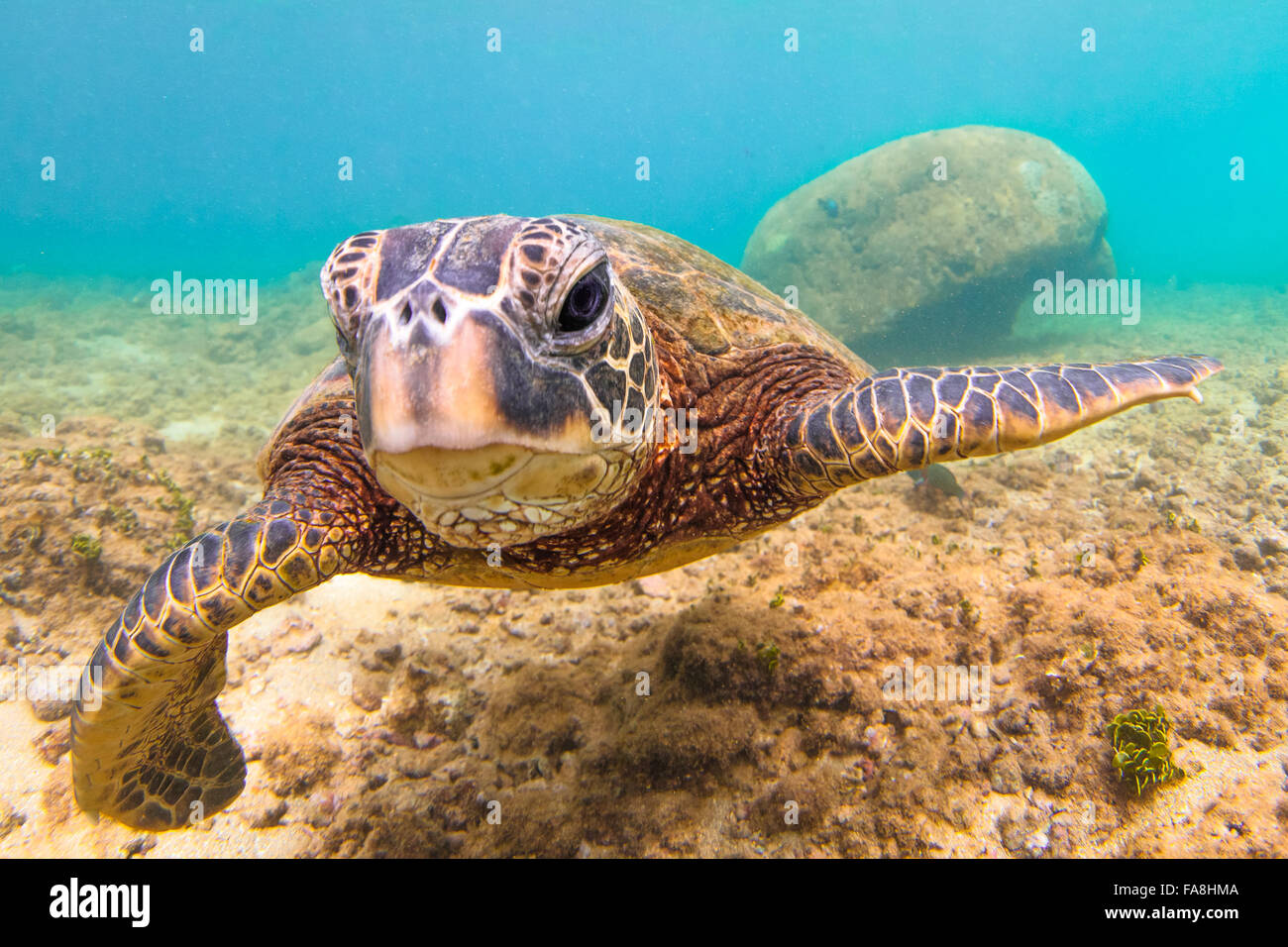 Hawaiian Green Sea Turtle cruising in the warm waters of the Pacific ...
