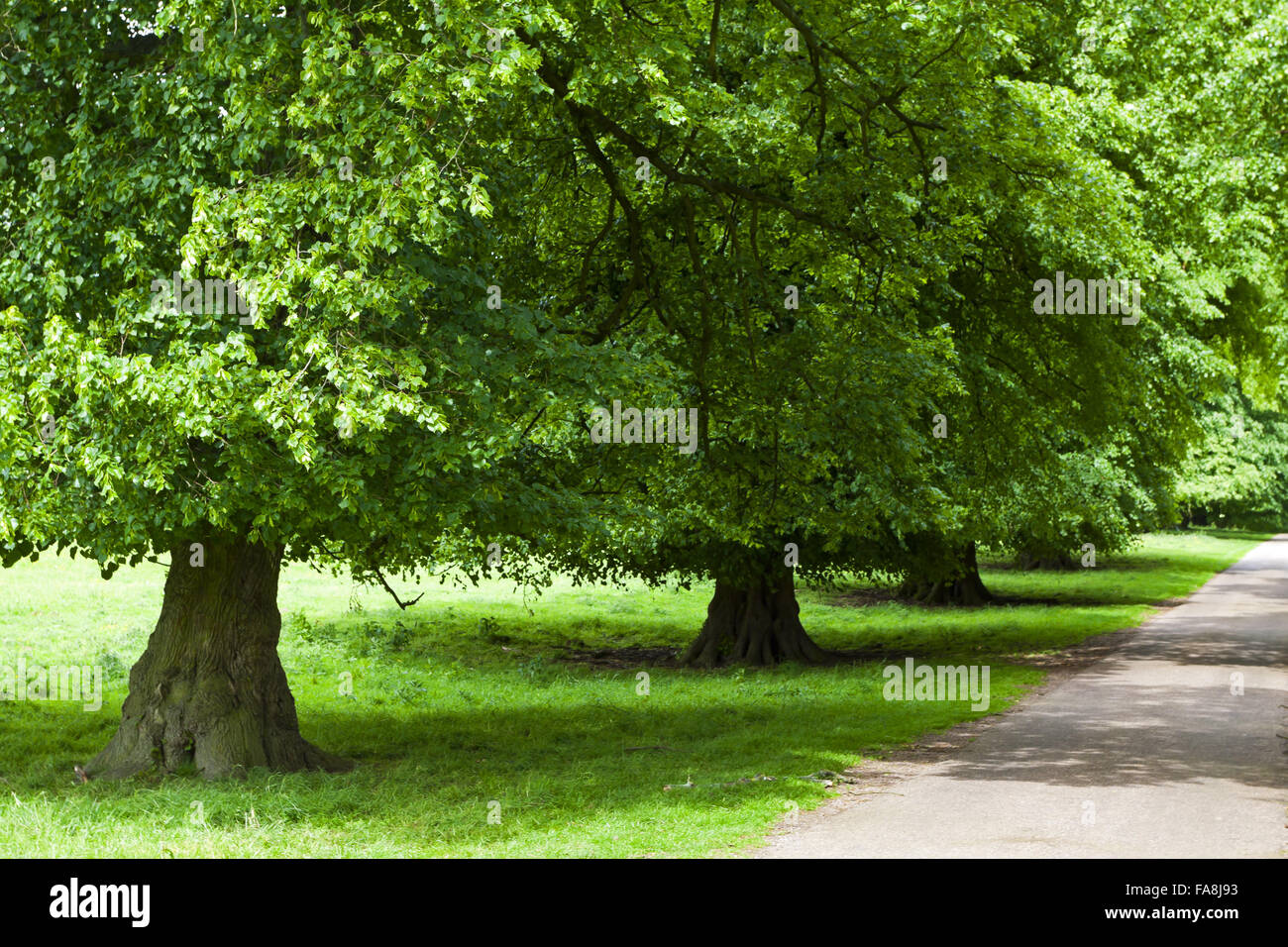Ticknall lime avenue in may hires stock photography and images Alamy