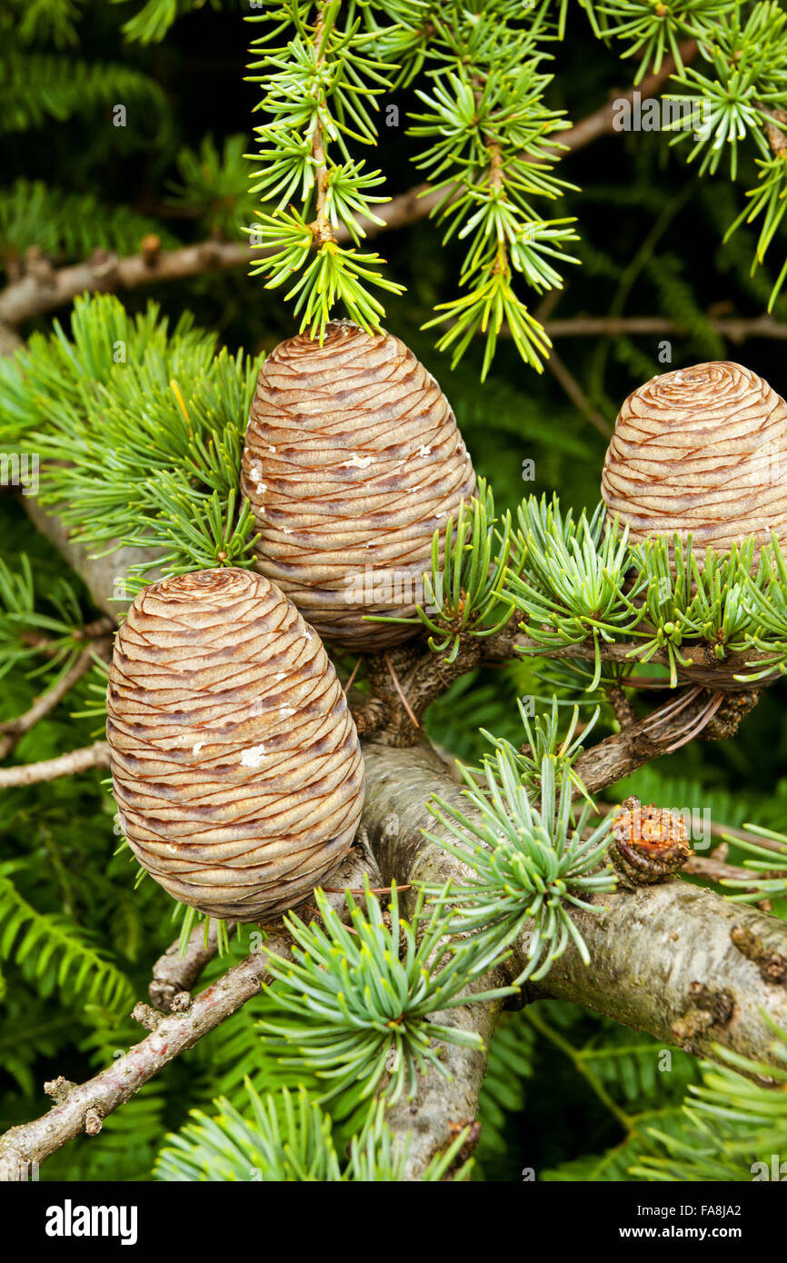 Cedar of Lebanon (Cedrus libani) pine cones growing in May at Calke Park National Nature Reserve, Derbyshire. Stock Photo