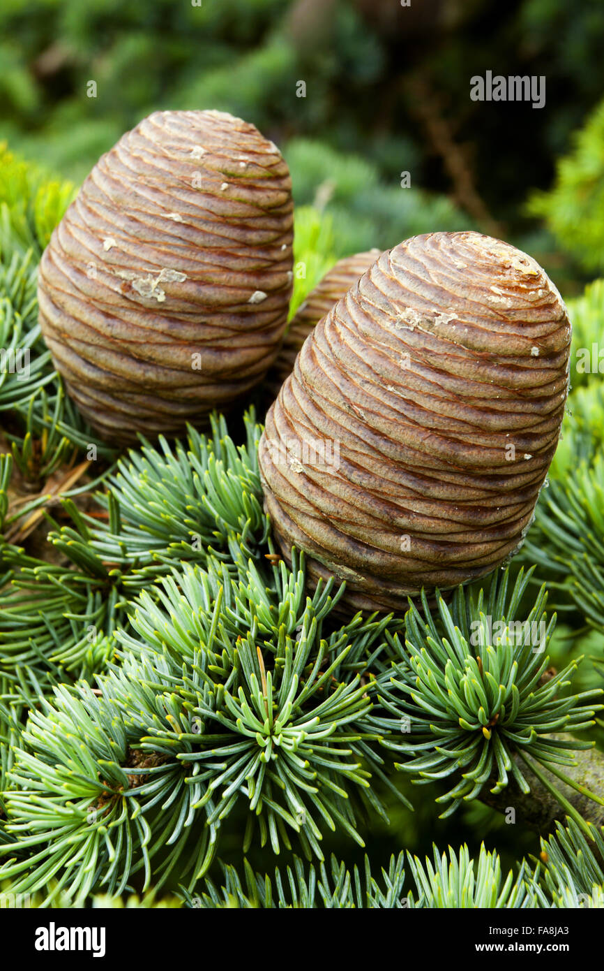 Cedar of Lebanon (Cedrus libani) pine cones growing in May at Calke Park National Nature Reserve, Derbyshire. Stock Photo