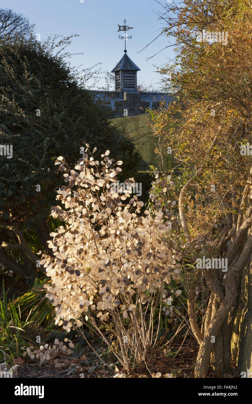 The dried seed heads of Honesty in the garden in winter at Chirk Castle, Wrexham. Stock Photo