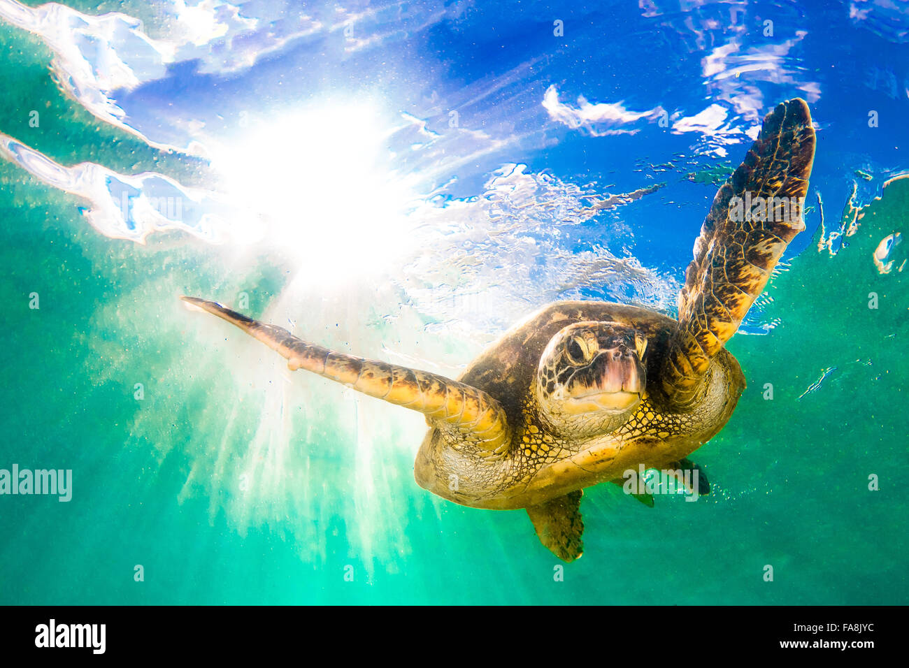 Hawaiian Green Sea Turtle cruising in the warm waters of the Pacific ...