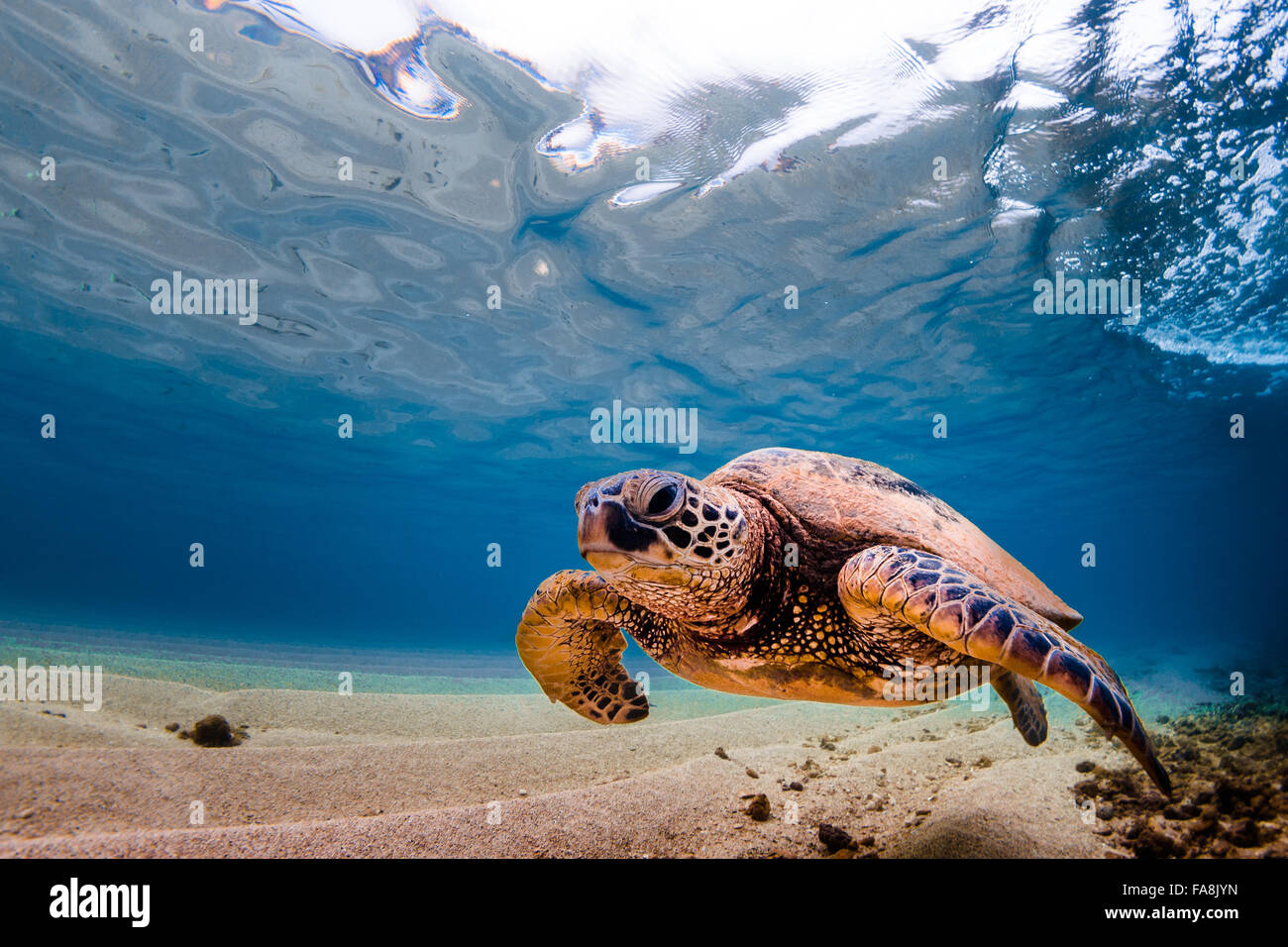 Hawaiian Green Sea Turtle cruising in the warm waters of the Pacific ...
