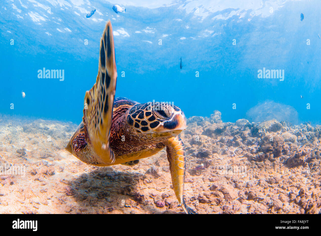 Turtles cruising hi-res stock photography and images - Alamy