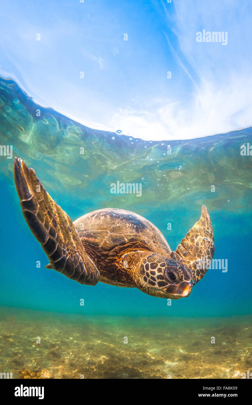 Hawaiian Green Sea Turtle cruising in the warm waters of the Pacific ...