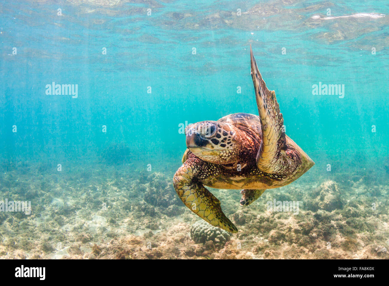 Hawaiian Green Sea Turtle cruising in the warm waters of the Pacific ...