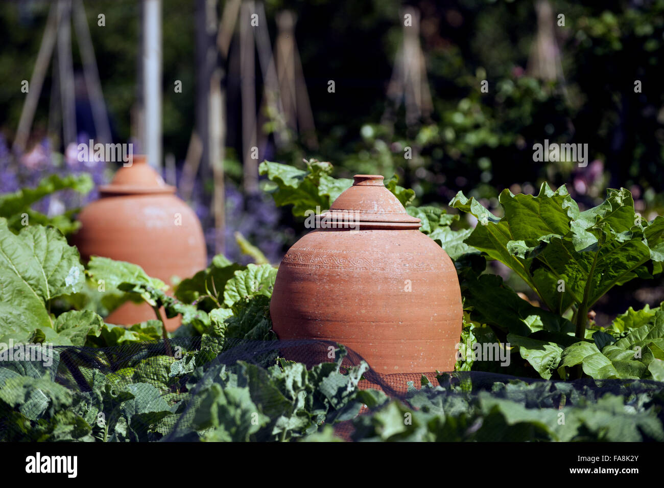 Terracotta forcing pots in the Kitchen Garden at Tintinhull Garden, Somerset. Stock Photo