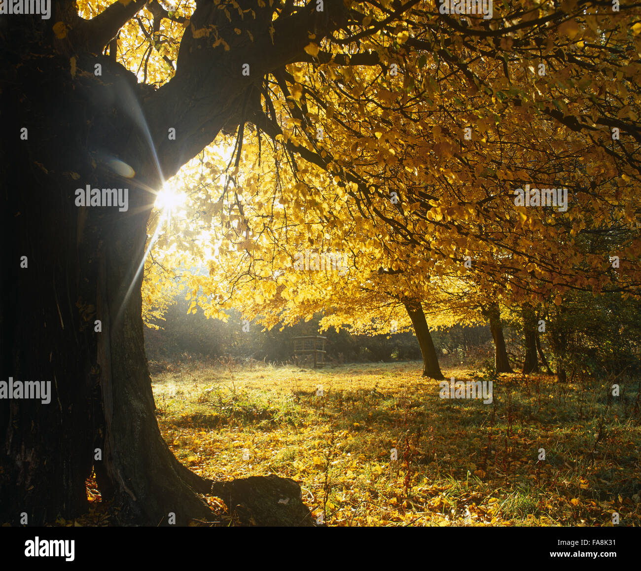 Hatfield forest essex hires stock photography and images Alamy