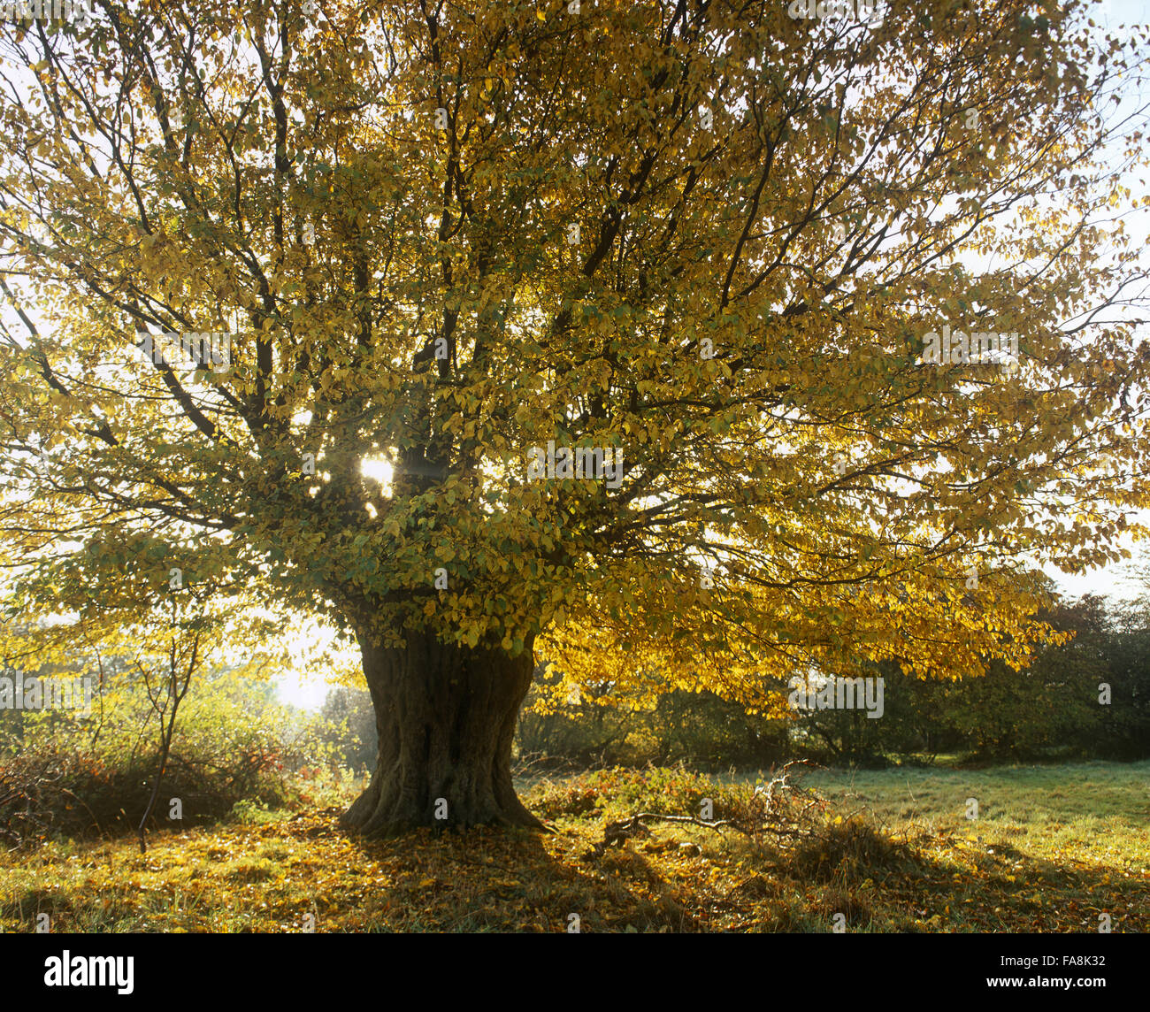 Hatfield forest essex hires stock photography and images Alamy