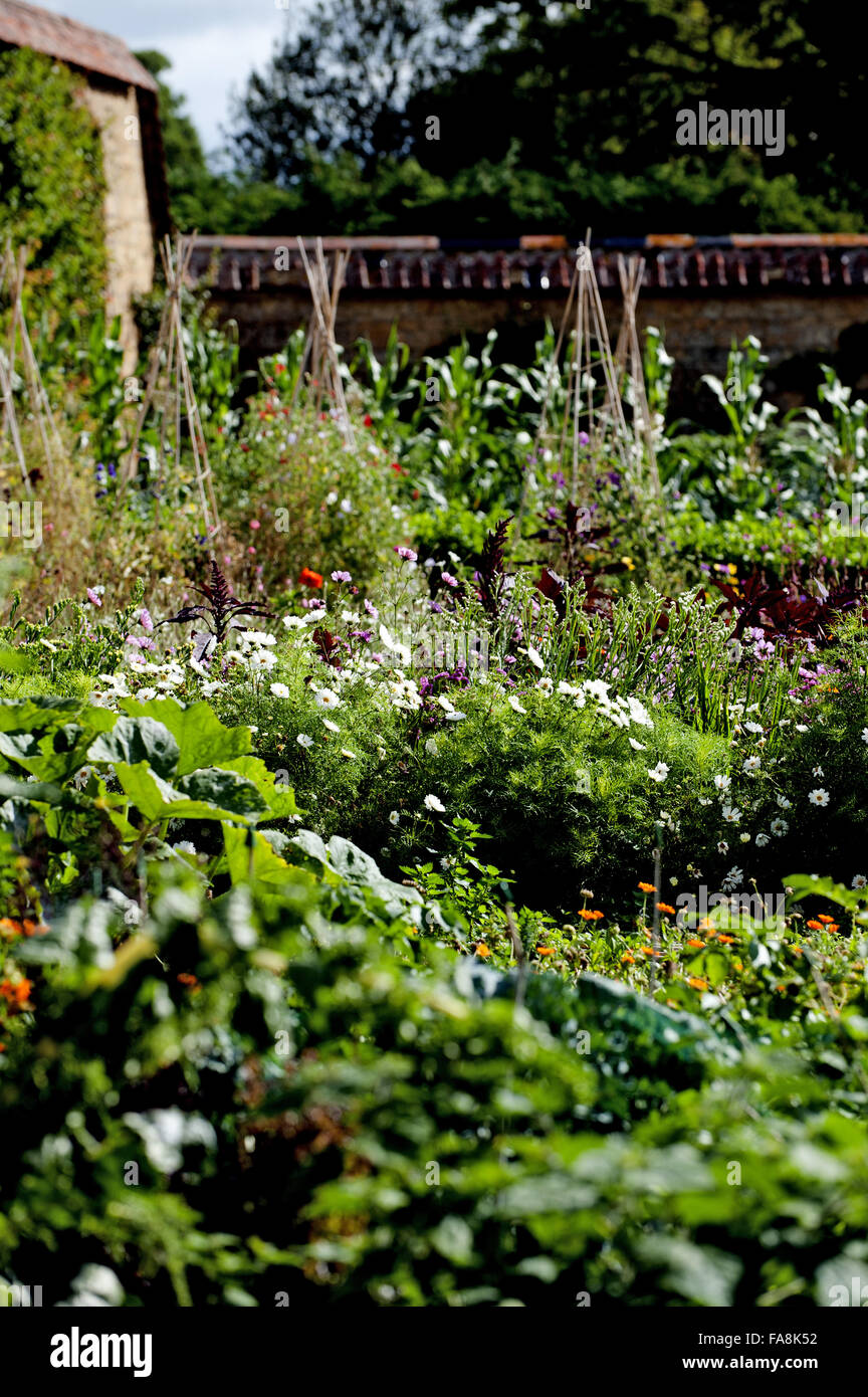 The Kitchen Garden in August at Barrington Court, Somerset. Stock Photo