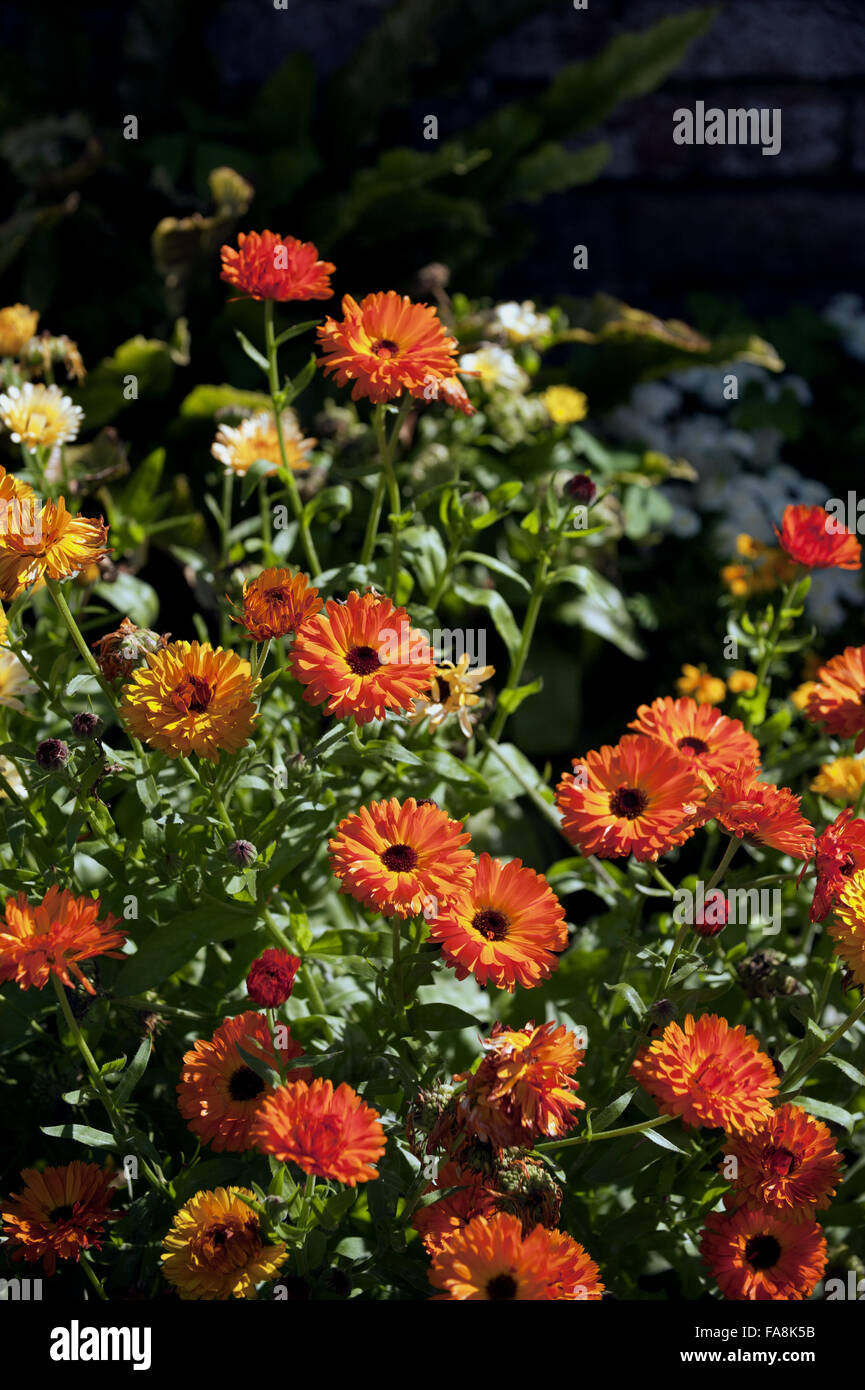 Marigolds in flower in August at Barrington Court, Somerset Stock Photo