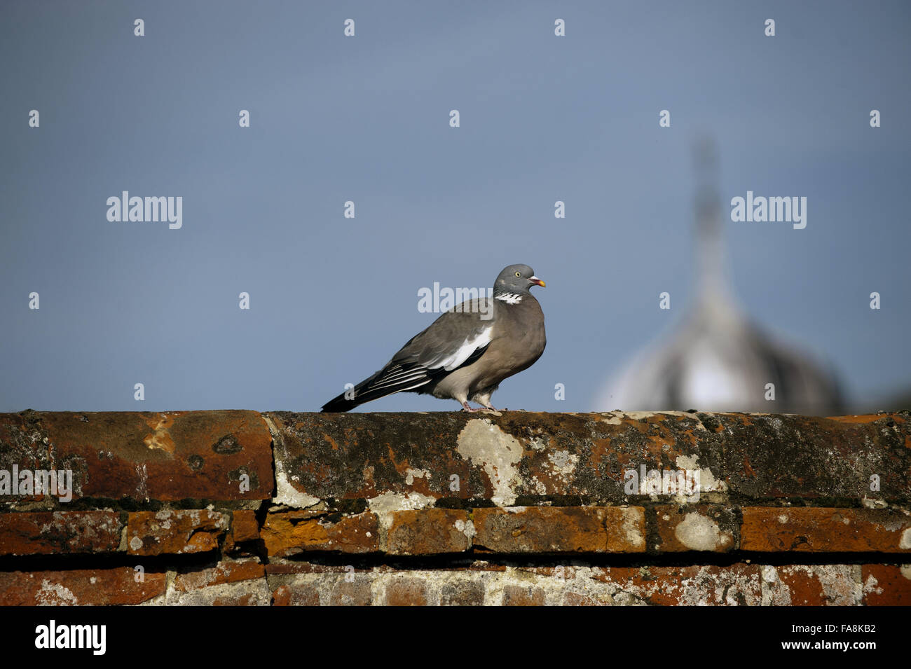 Woodpigeon (Columba palumbus) perched on a brick wall in the garden on the Blickling Estate, Norfolk. Stock Photo