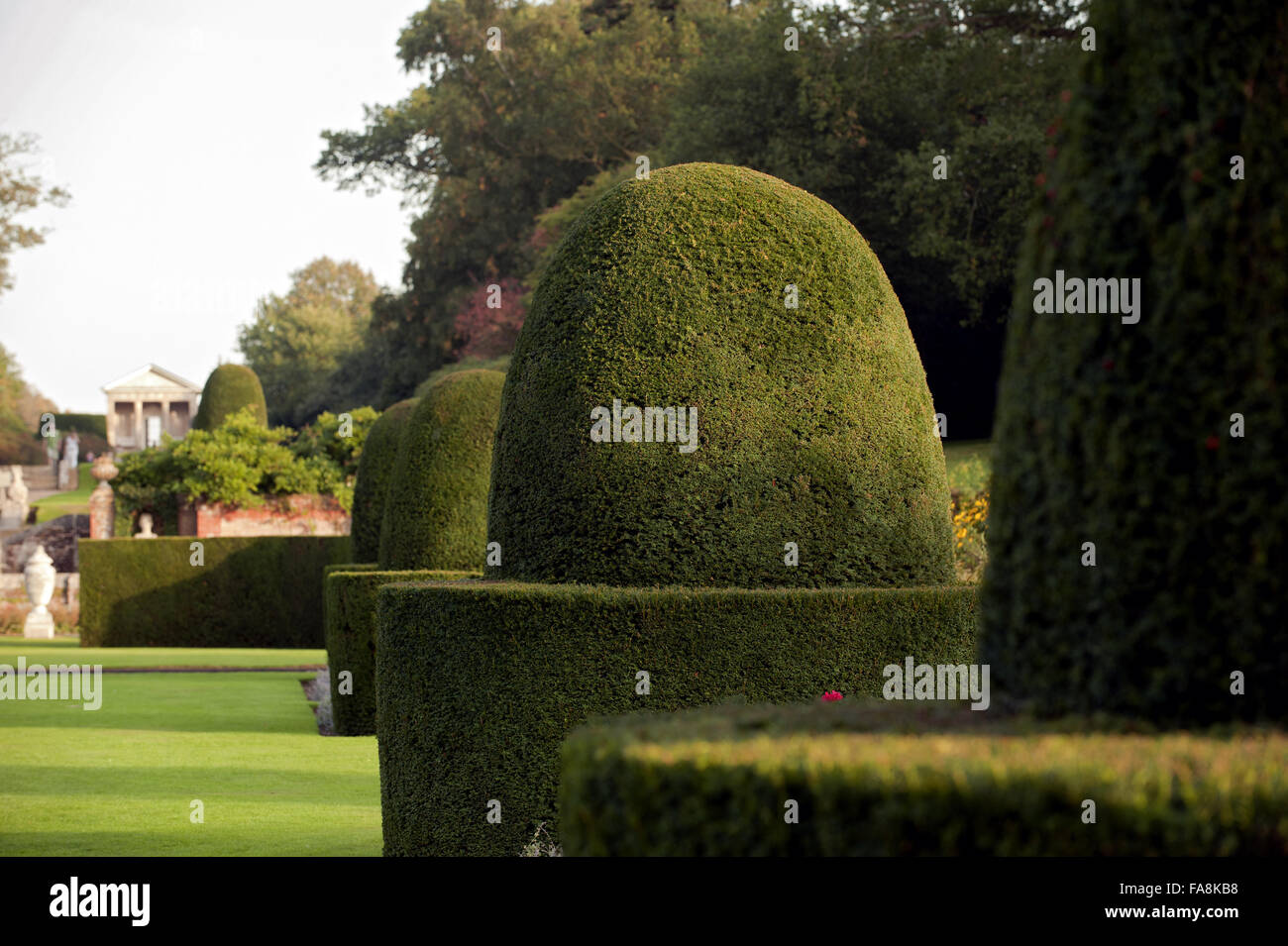 Topiary in the Parterre in the garden on the Blickling Estate, Norfolk. Stock Photo