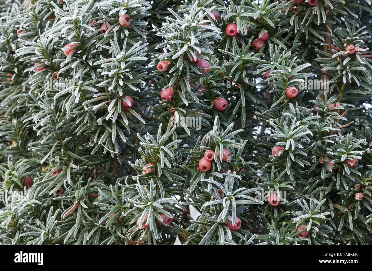 Taxus baccata 'Fastigiata' in frost in December at Anglesey Abbey, Cambridgeshire. Stock Photo