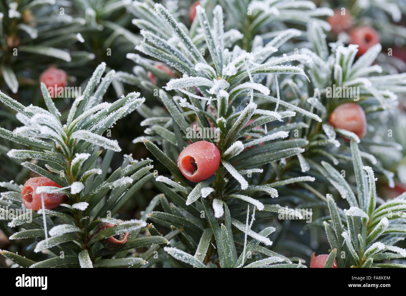 Taxus baccata 'Fastigiata' berries in frost in December at Anglesey Abbey, Cambridgeshire. Stock Photo