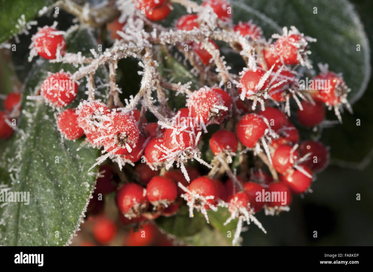 Cotoneaster lacteus in hoarfrost in December at Anglesey Abbey, Cambridgeshire. Stock Photo