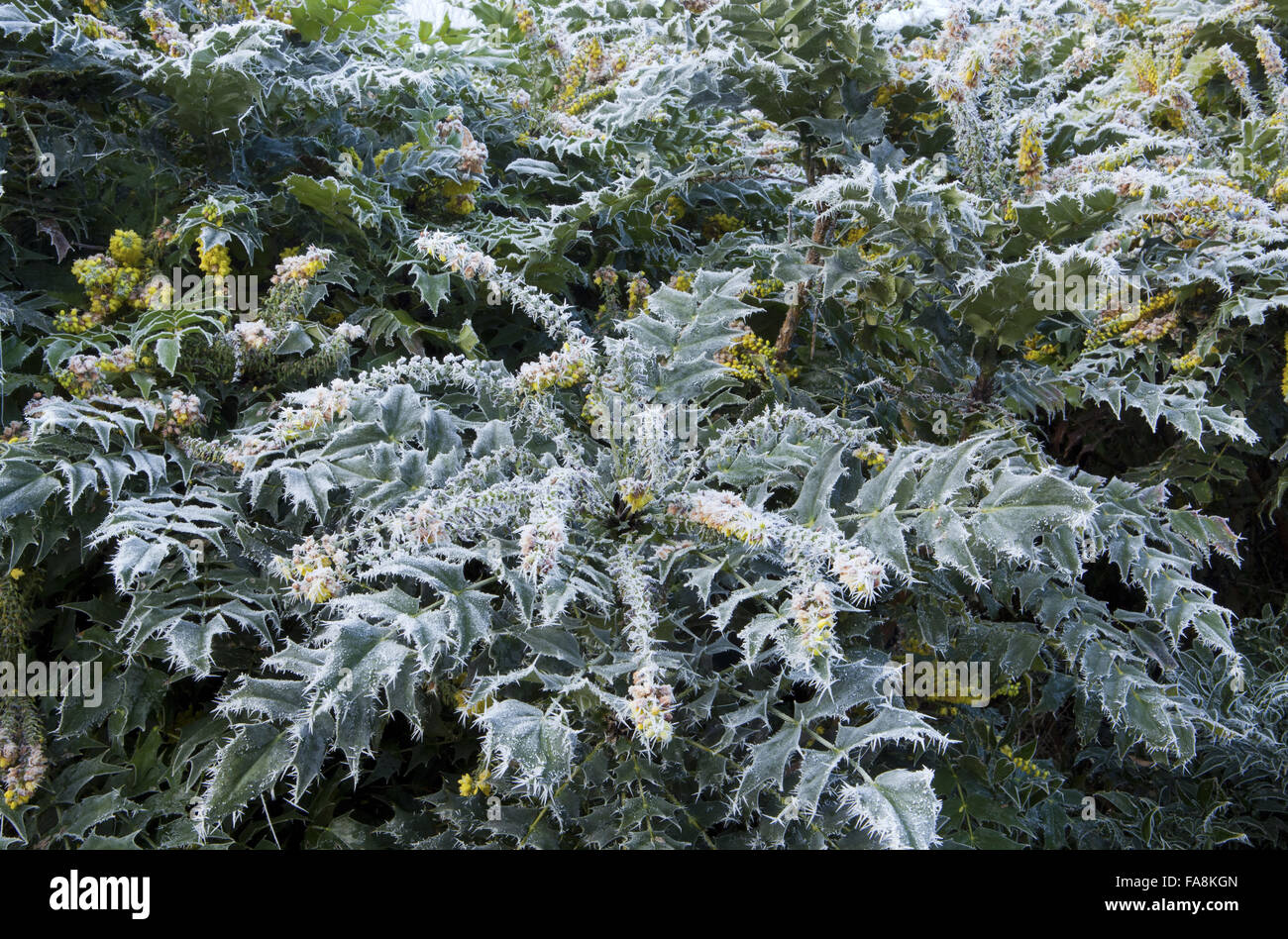 Mahonia x media 'Winter Sun' in frost in December at Anglesey Abbey, Cambridgeshire. Stock Photo