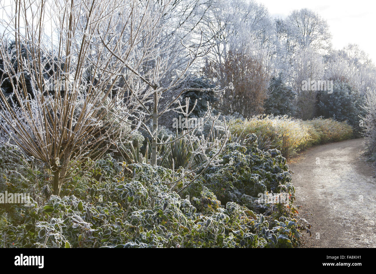 The Winter Walk in December at Anglesey Abbey, Cambridgeshire, with Salix alba subsp. vitellina 'Britzensis', Fraxinus excelsior 'Jaspidea' and Mahonia aquifolium 'Smaragd' Stock Photo