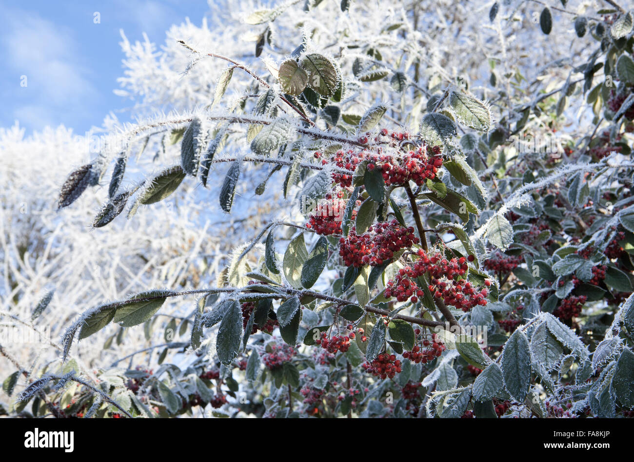 Cotoneaster lacteus in hoarfrost in December at Anglesey Abbey, Cambridgeshire. Stock Photo