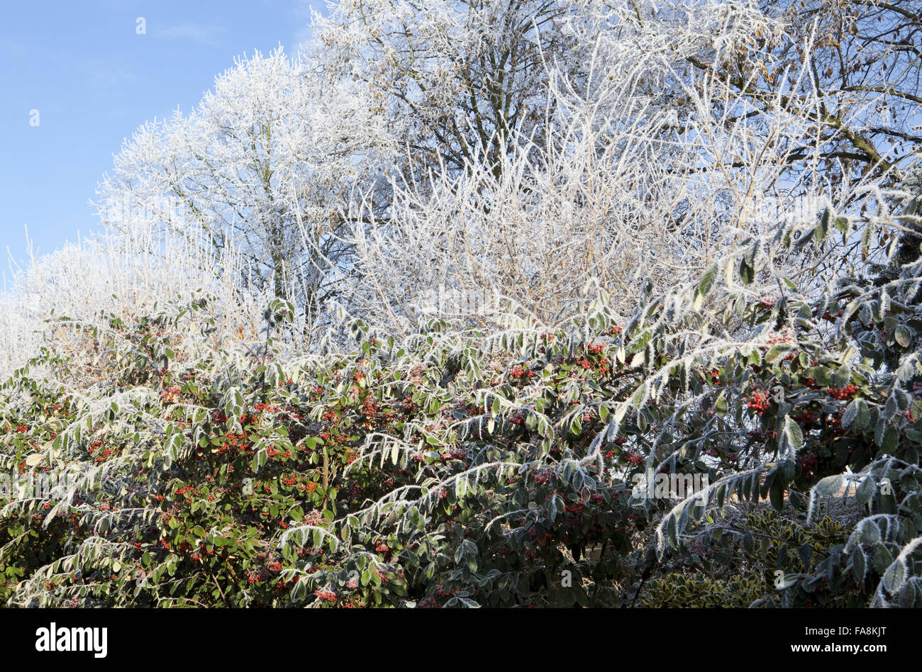 Cotoneaster lacteus in hoarfrost in December at Anglesey Abbey, Cambridgeshire. Stock Photo