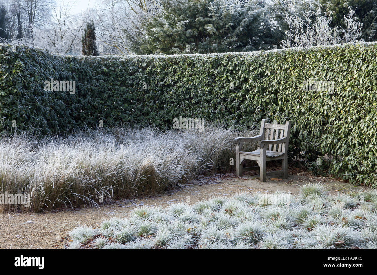 Elaeagnus macrophylla hedge in December at Anglesey Abbey, Cambridgeshire, with Stipa arundinacea, wooden chair and Festuca glauca Stock Photo
