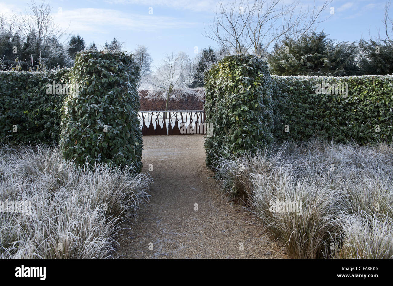 Elaeagnus macrophylla hedge and Stipa arundinacea in December at Anglesey Abbey, Cambridgeshire. Stock Photo