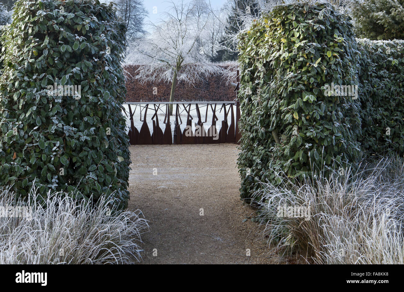 Contemporary gate by John Creed in December at Anglesey Abbey, Cambridgeshire, with Elaeagnus macrophylla hedge, Stipa arundinacea Stock Photo