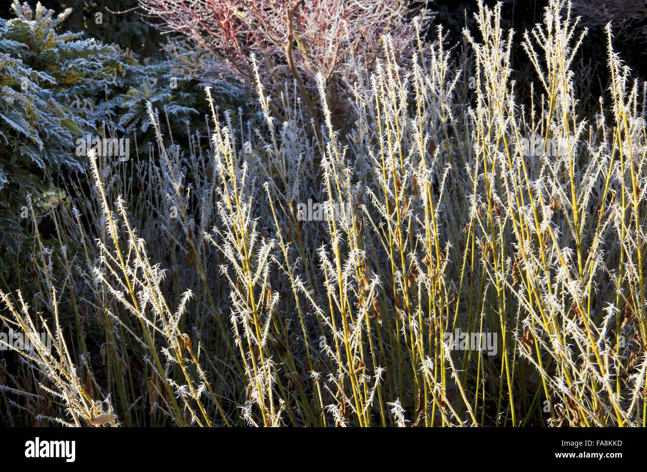Cornus sericea 'Flaviramea' syn. Cornus stolonifera 'Flaviramea' in hoarfrost in December at Anglesey Abbey, Cambridgeshire, with Acer palmatum 'Sango-kaku' syn. Acer palmatum 'Senkaki' Stock Photo