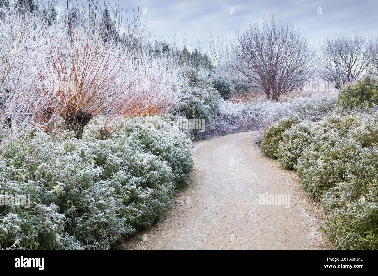 The Winter Walk in December at Anglesey Abbey, Cambridgeshire, with Sarcococca hookeriana var. digyna, pollarded Salix alba var. vitellina in hoarfrost Stock Photo