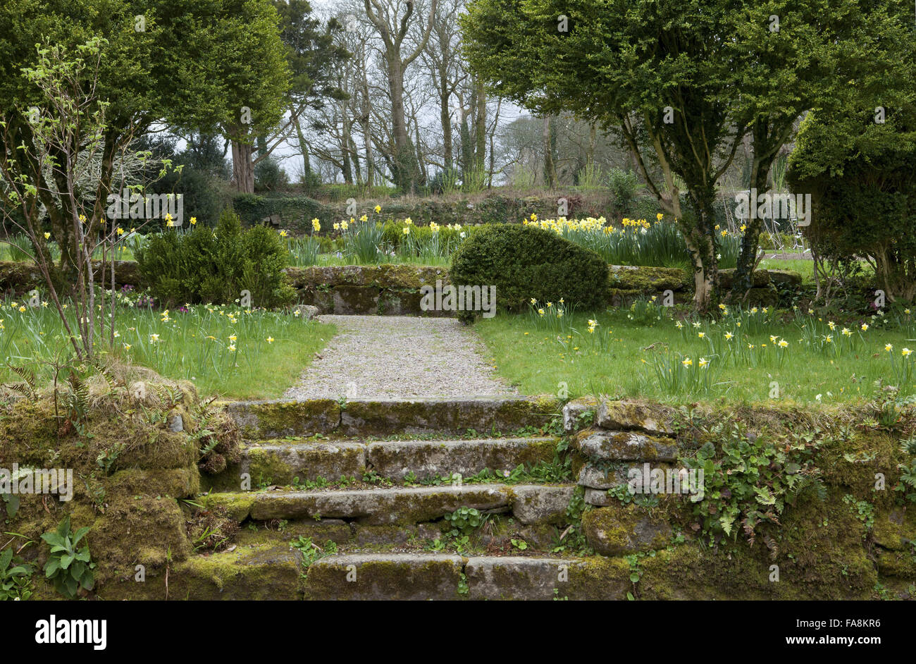 Stone steps and daffodils naturalised in lawn in spring at Godolphin, Cornwall. Stock Photo