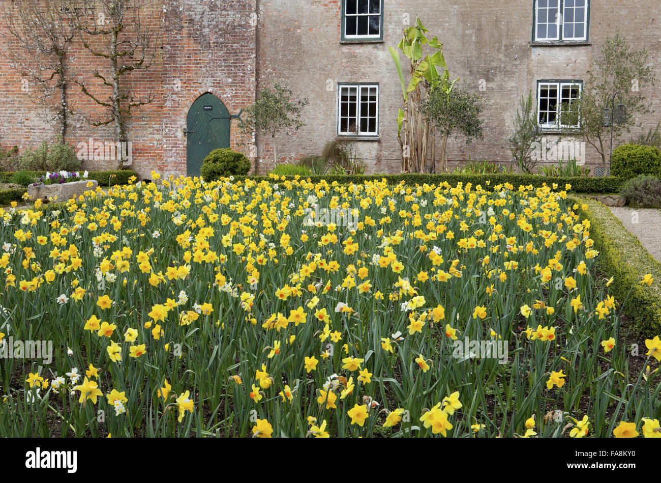 Drift of daffodils in walled garden in spring at Trengwainton Garden, Cornwall Stock Photo Alamy