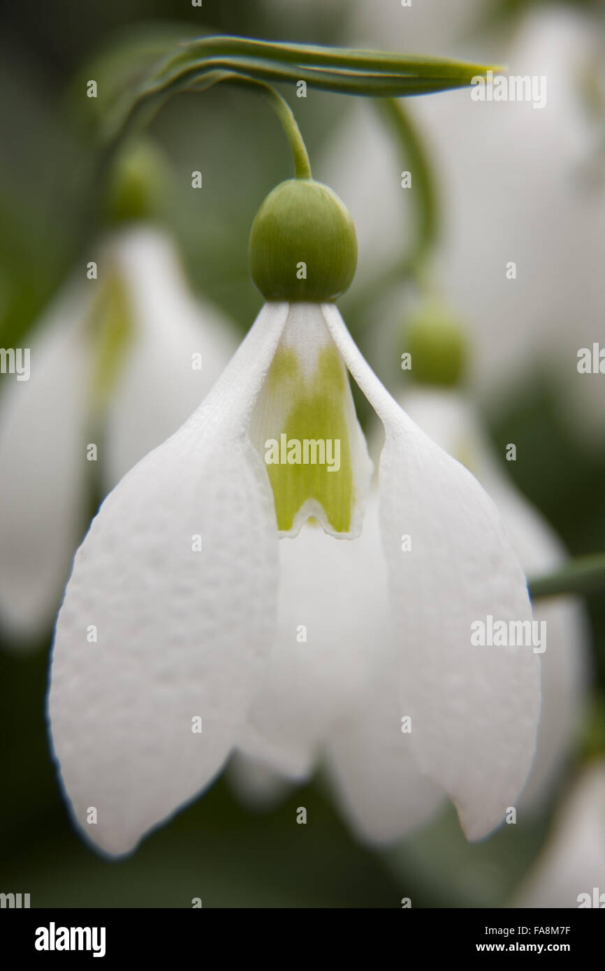 Snowdrop, Galanthus plicatus 'Chequers', in The Winter Walk at Anglesey Abbey Gardens in Cambridgeshire. Stock Photo
