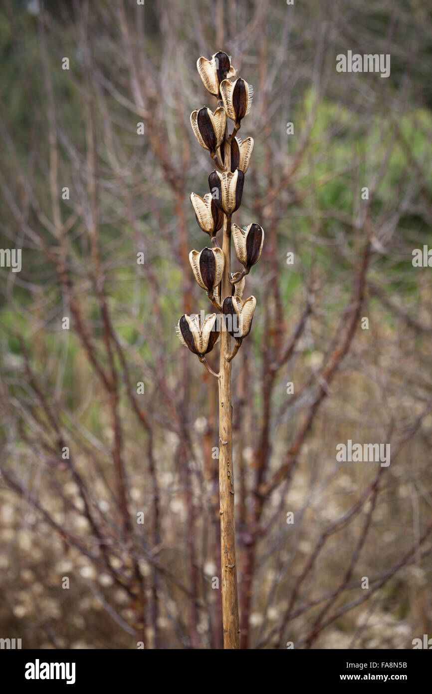 Seedheads of Cardiocrinum giganteum (Giant lily) in the Winter Garden at Dunham Massey, Cheshire. Stock Photo