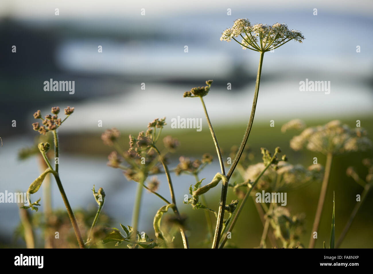 Umbellifers with Strangford Lough, County Down, Northern Ireland in the background. Stock Photo