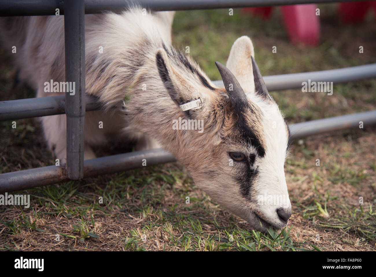 Young goat eating grass. Stock Photo