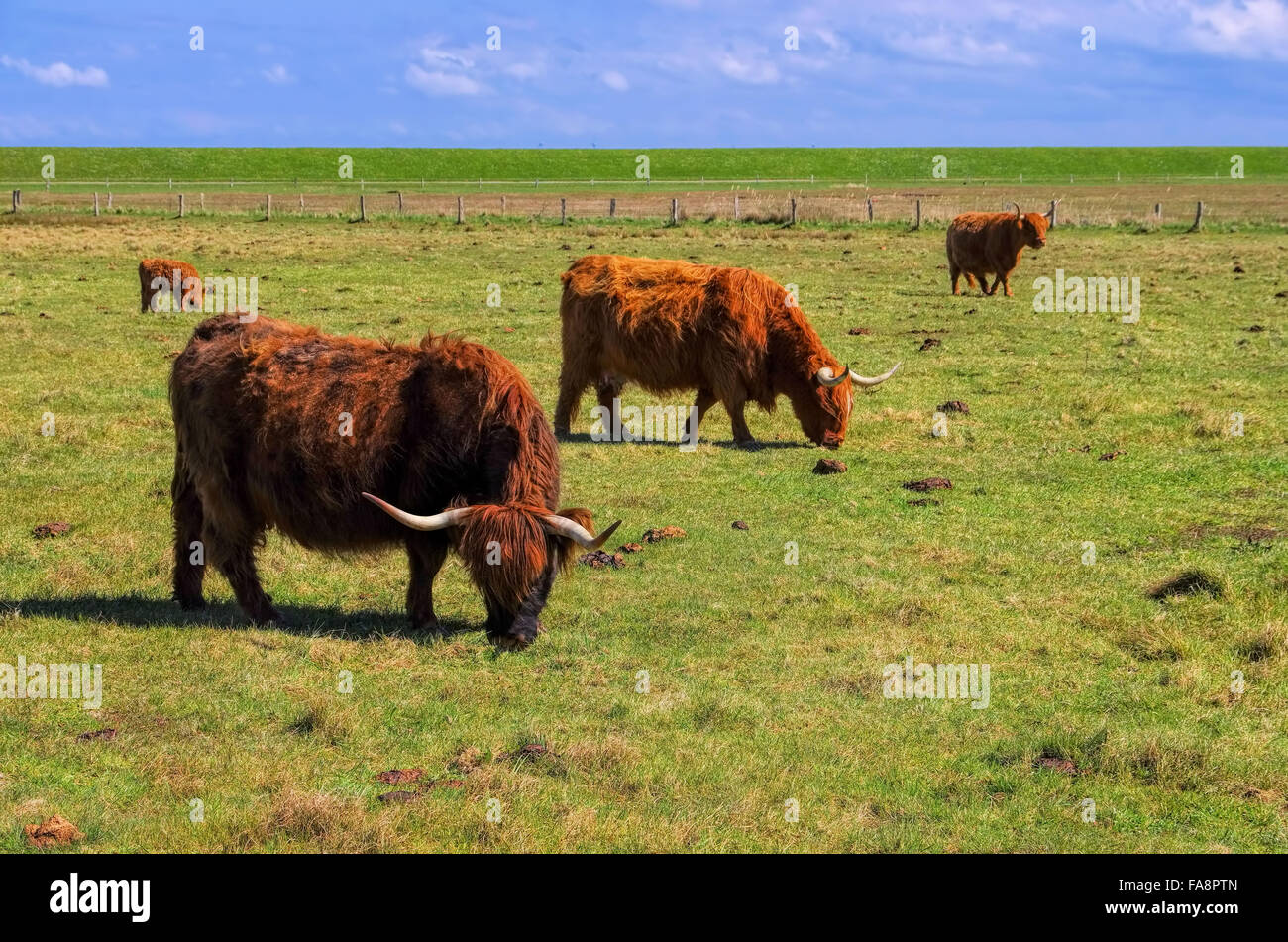 Schottische Hochlandrinder - Highland Cattle 01 Stock Photo