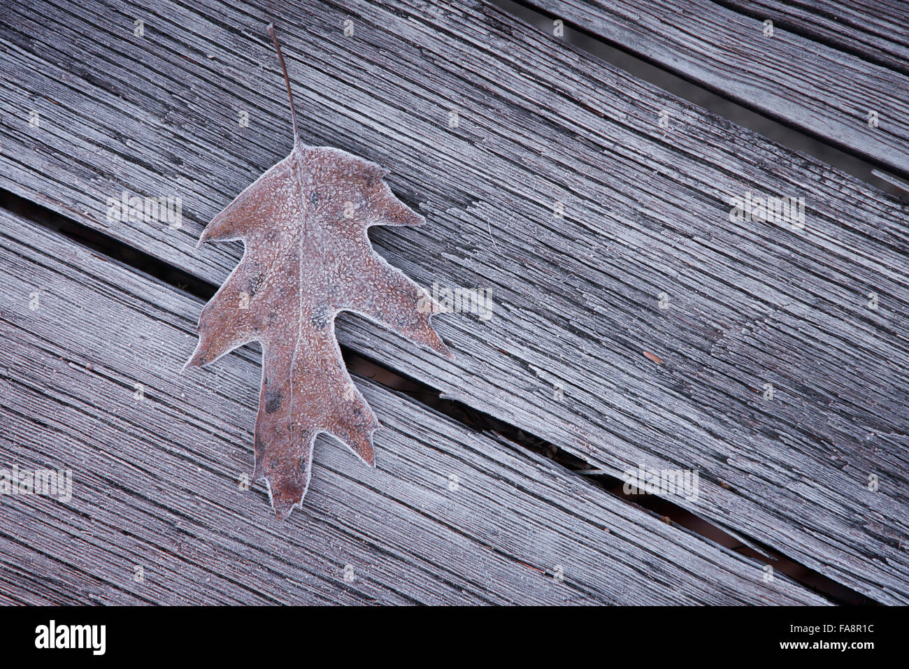 Single Frosty Leaf On Park Bench In Baltimore Maryland Stock