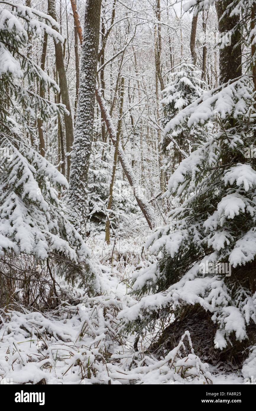 Dead spruce tree hi-res stock photography and images - Alamy