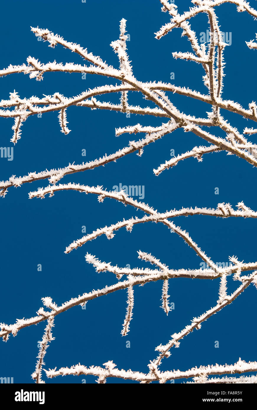 branch covered with snow against blue sky Stock Photo - Alamy